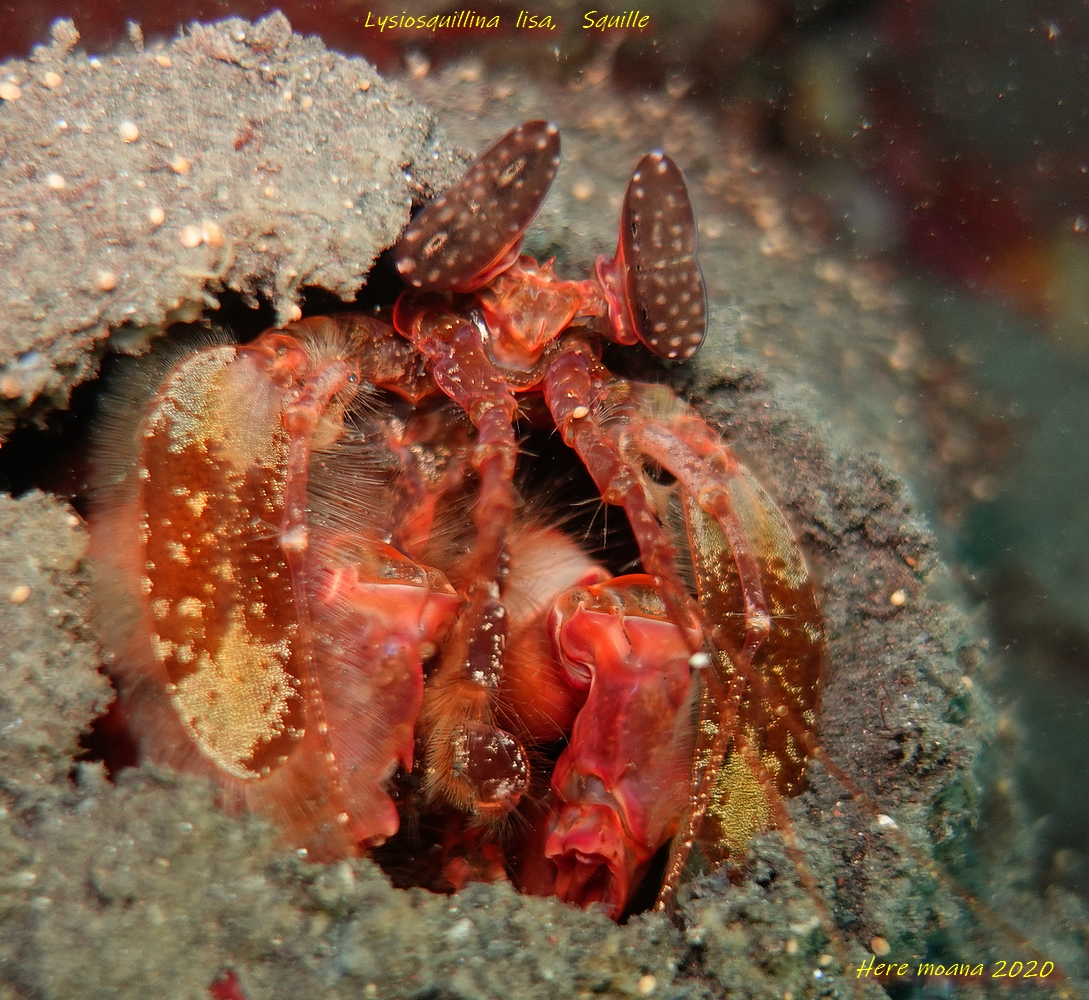 SQUILLE observée lors d'une plongée à La Réunion