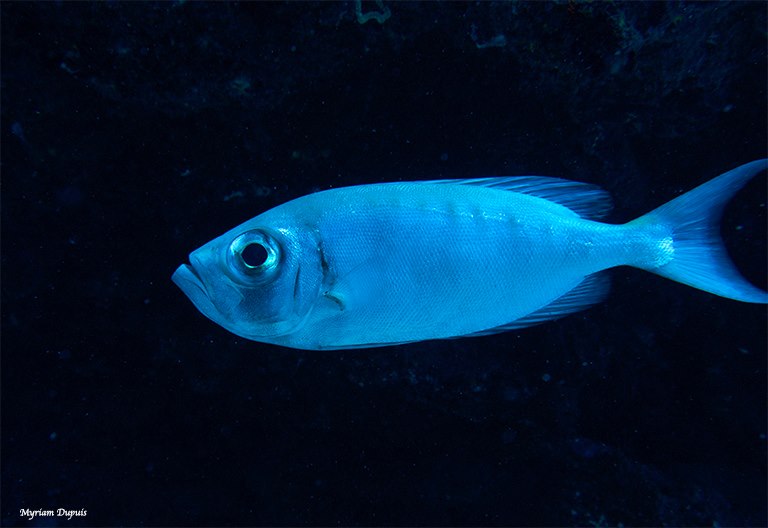 BEAUCLAIRE LANTERNE surpris sur un spot de plongée