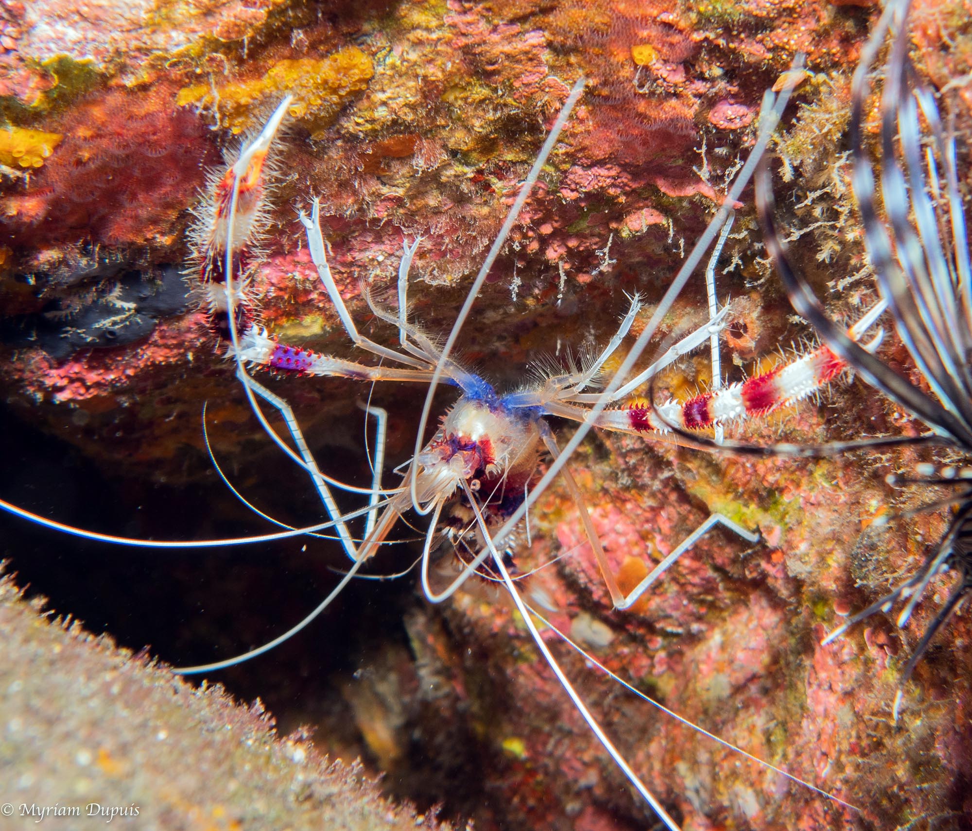 CREVETTE NETTOYEUSE photographiée sur un site de plongée à l'île de La Réunion