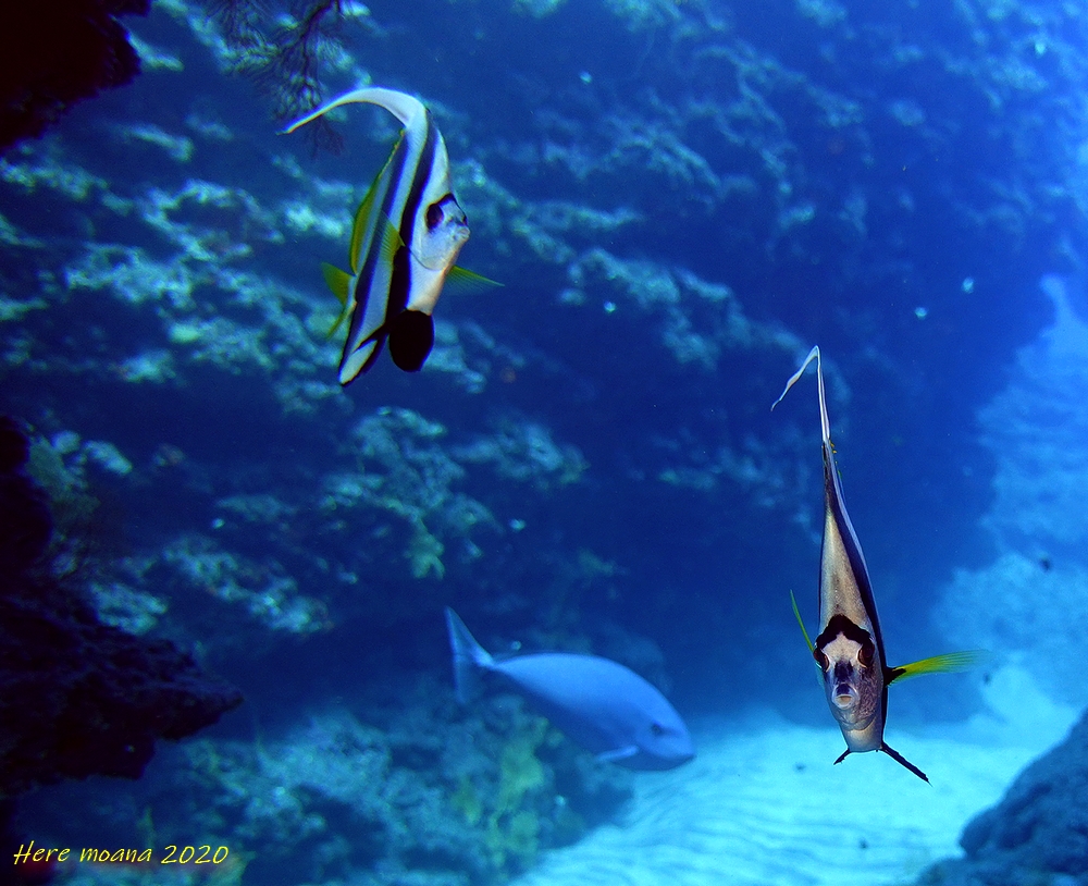 POISSON COCHER photographié lors d'une plongée à La Réunion