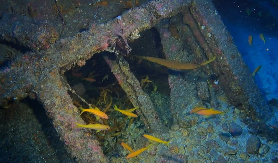 Spot épave Le Navarra | Site de Plongée Réunion