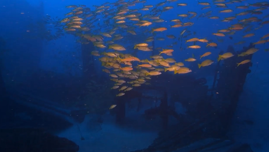 Spot épave Le Navarra | Site de Plongée Réunion