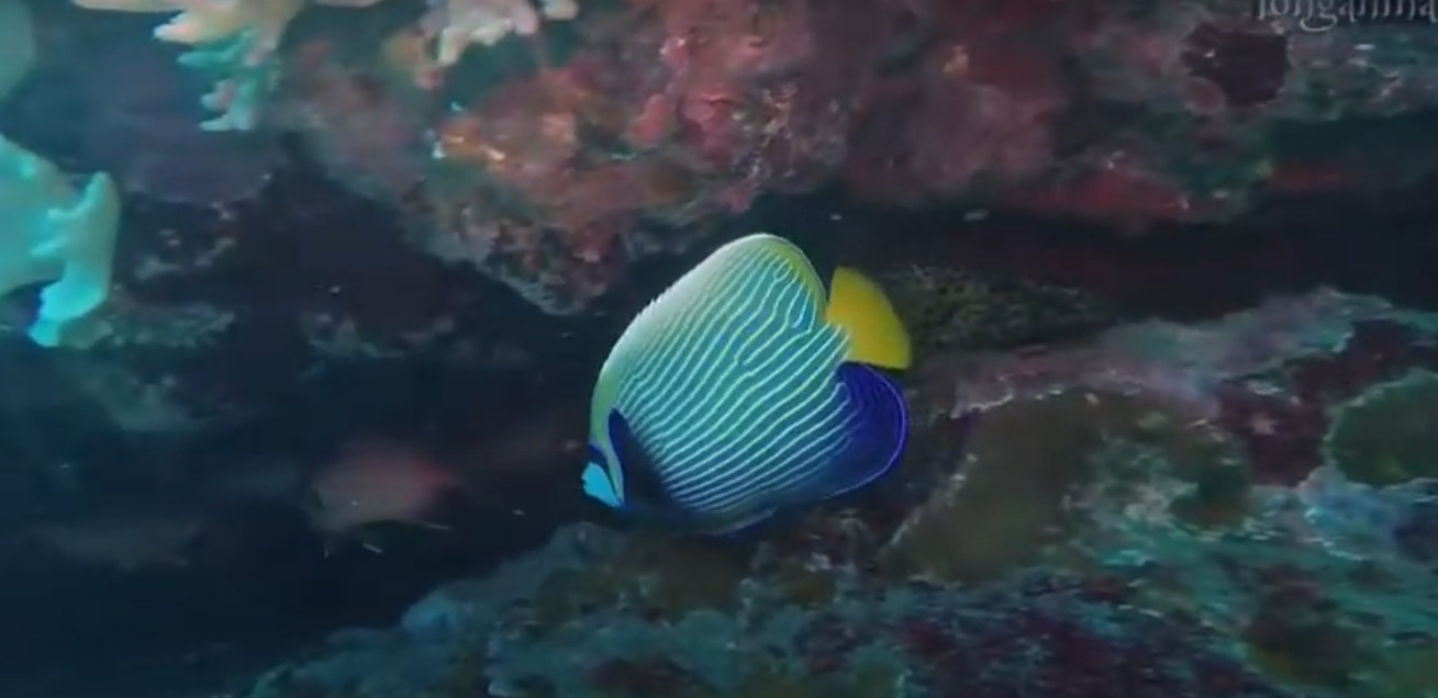 Spot de Maharani | Site de Plongée à La Réunion Spot de Maharani | Site de Plongée à La Réunion