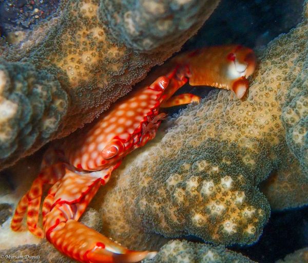 Crabe Trapézie lors d'une plongée | Tourisme à La Réunion